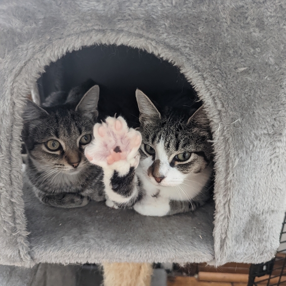 Meet your Posher, Purrmikitty - Picture 17 of 17